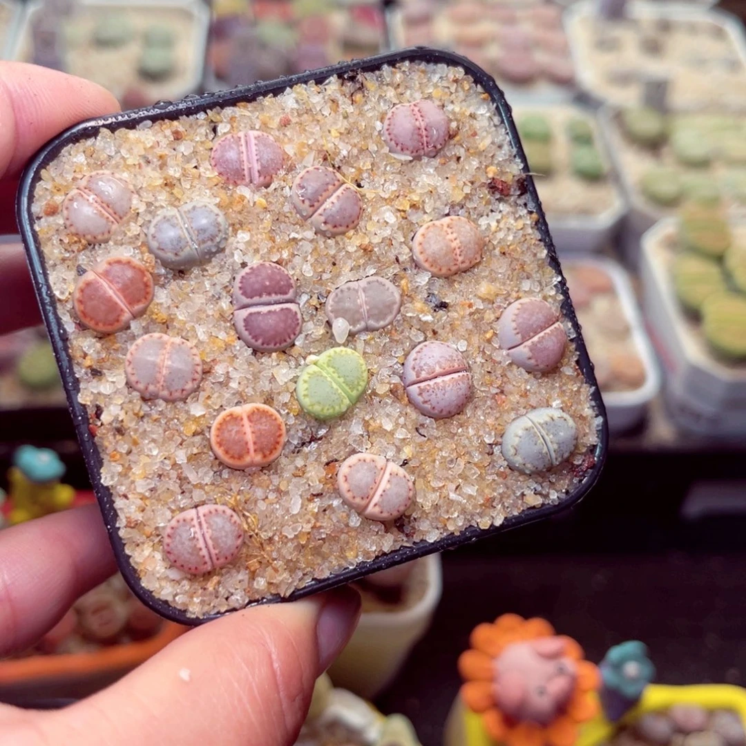 嘟***猫268号带盆包邮发货