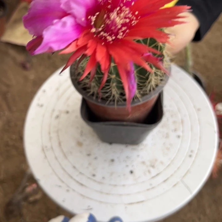 无花朵仙人球带根47