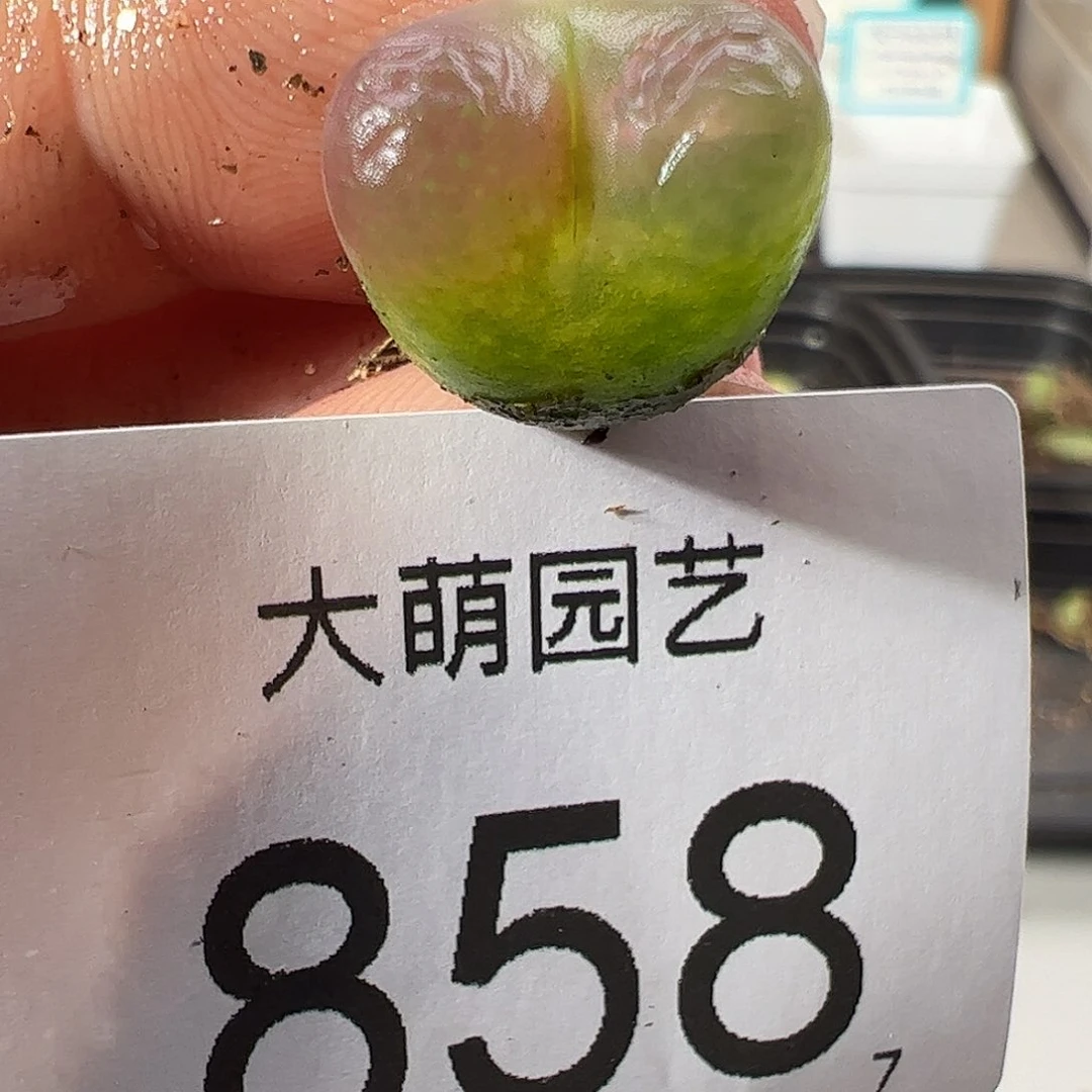 0000858 一物一拍……