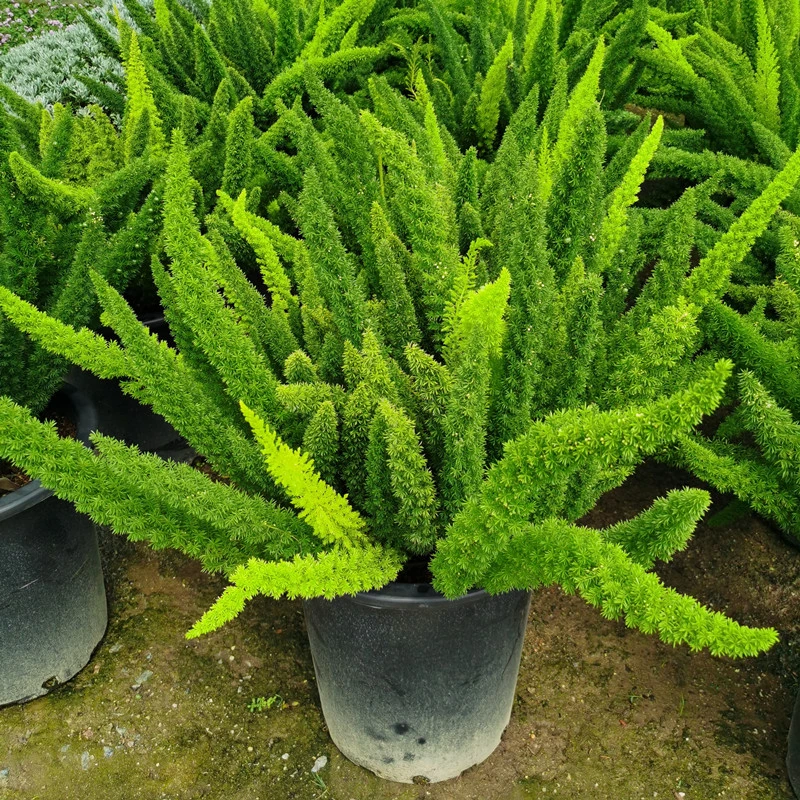 狐尾天门冬盆栽绿植大盆多年生四季常绿好养阳台庭院花园花苗植物