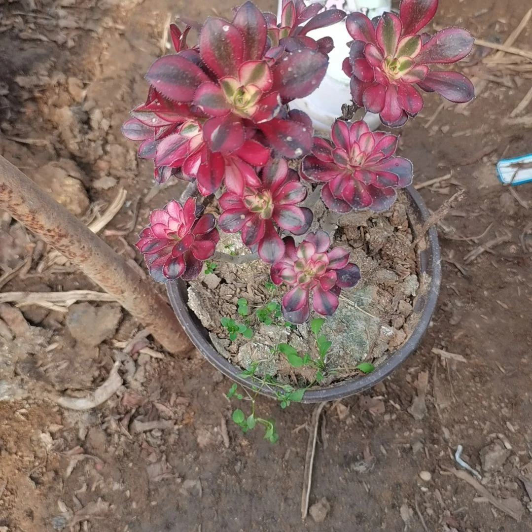 香奈儿多肉法师多肉2.5