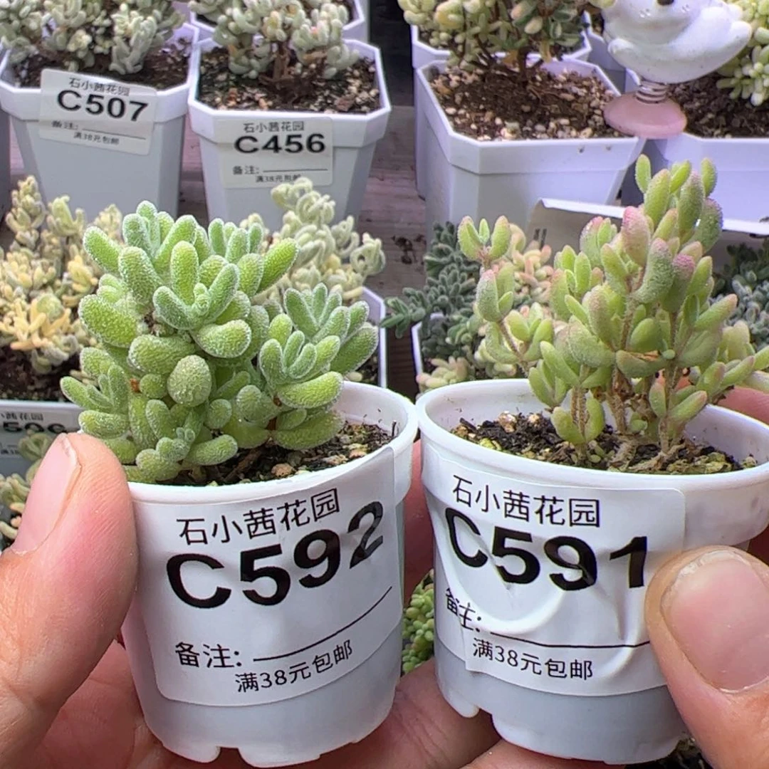 折后福利-多肉植物枝干奶油冰晶红宝石锦
