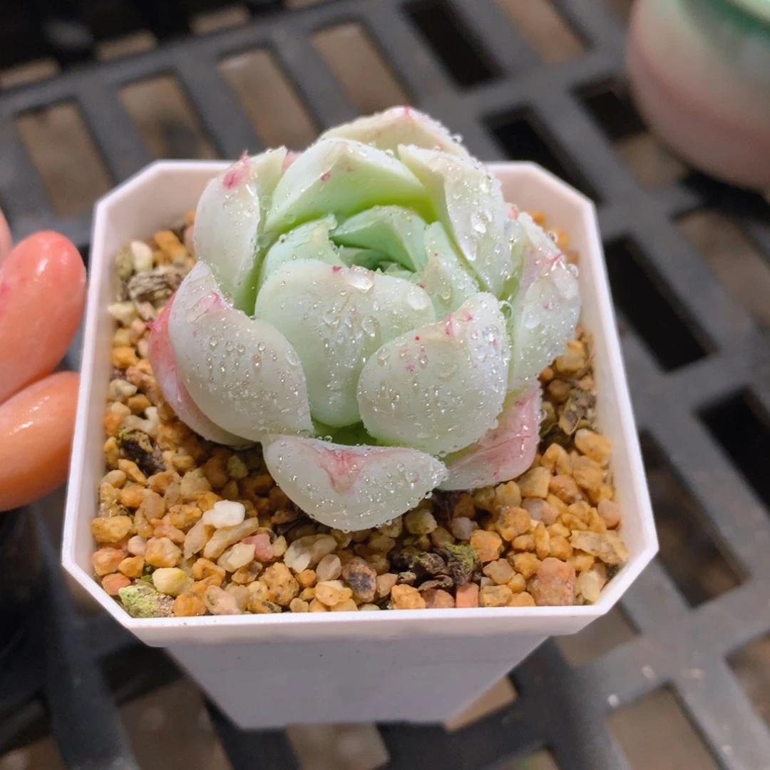 肉萌萌精控多肉 5cm盆量拍 沁心单头