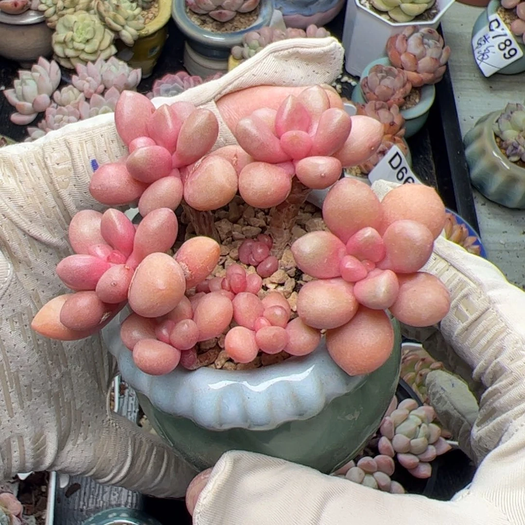 591 多肉植物组合盆栽