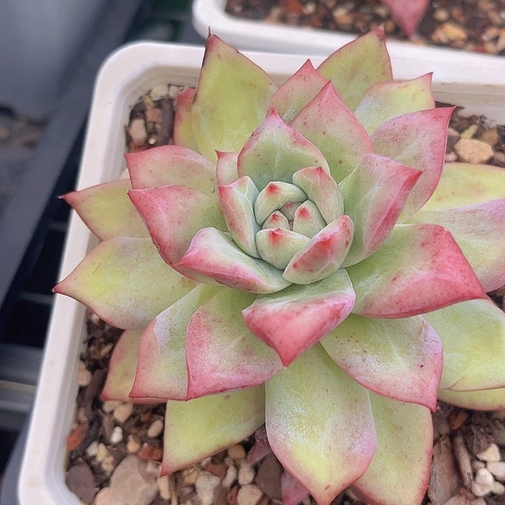 祖母绿22137多肉植物