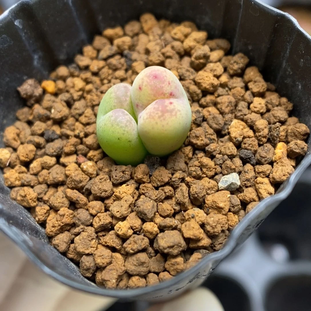 多肉植物肉锥杂交K-2784 风铃杂
