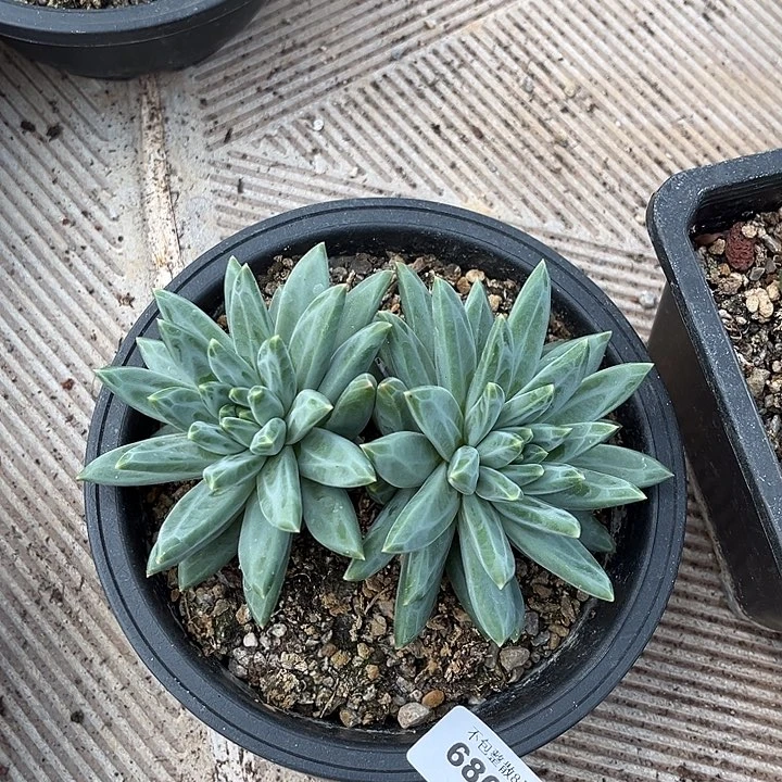 阿雅园艺。        6809