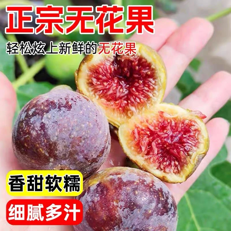 无花果苗家庭阳台盆栽果树苗青皮波尔多紫果华丽斯特拉芭老耐