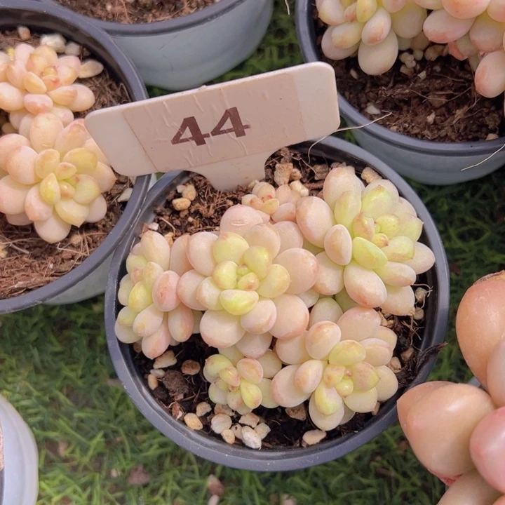 健健康康平平安安