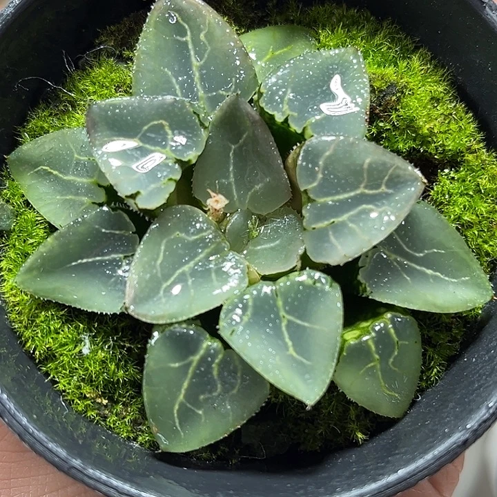 十二卷多肉池田玻璃