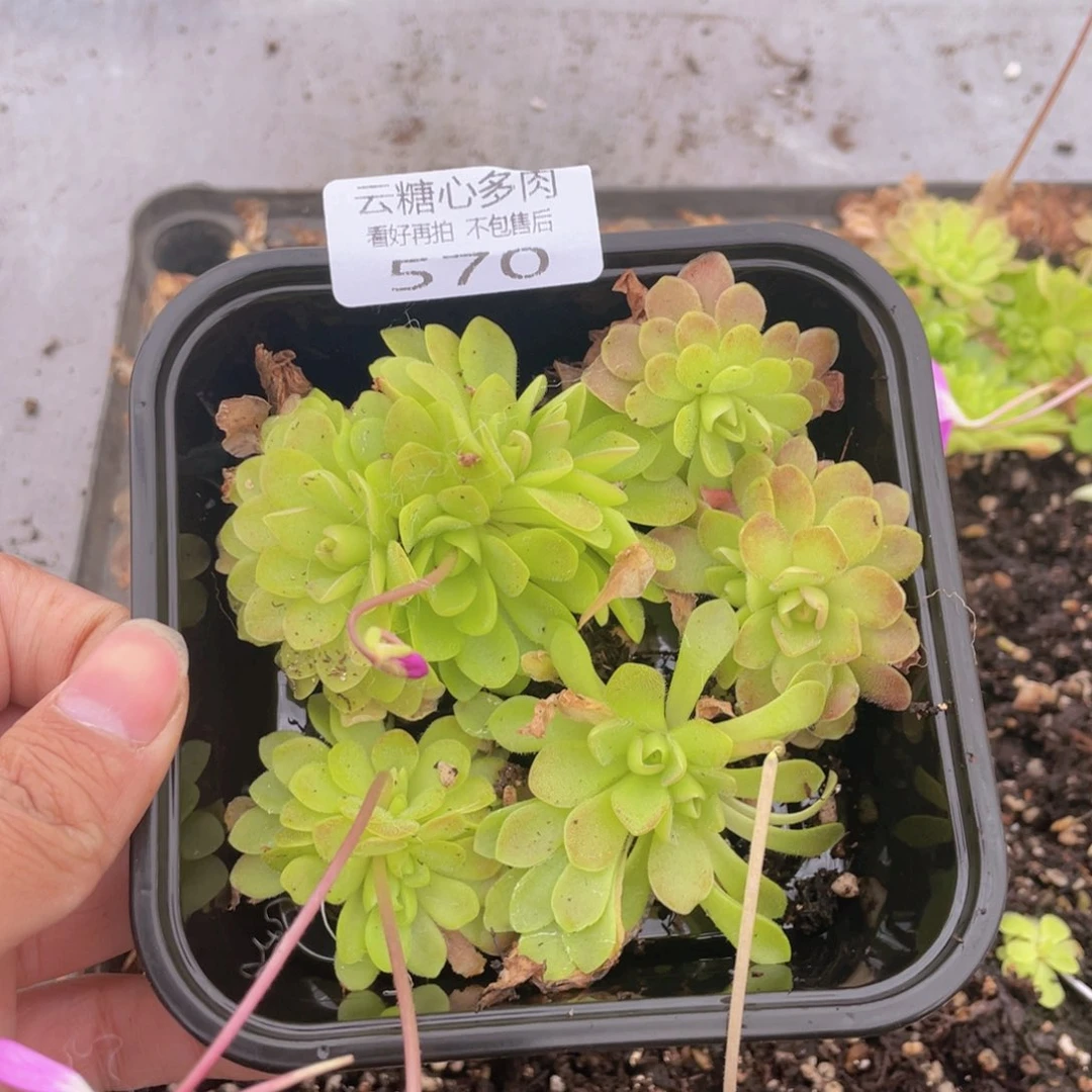 云糖心多肉植物570
