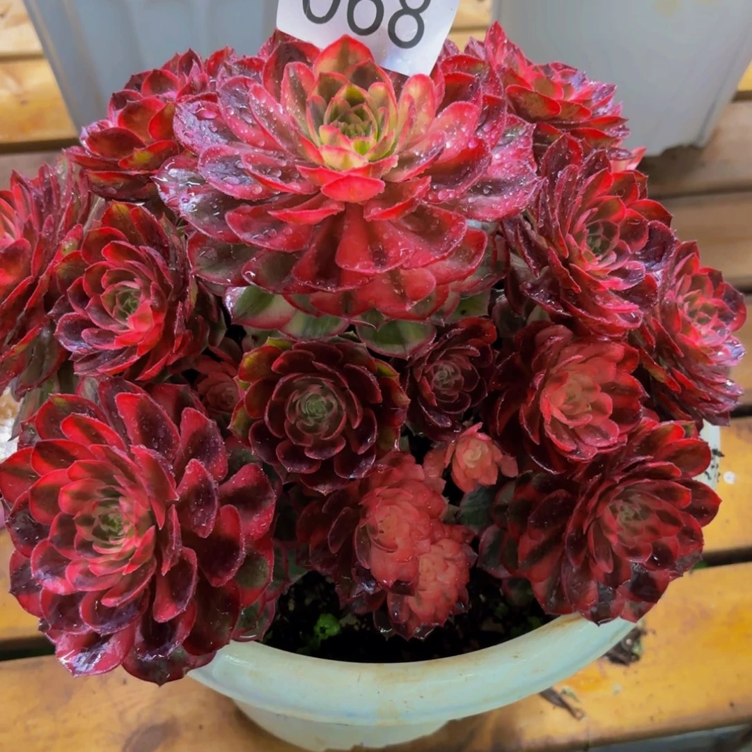 地***婆068多肉植物黑膜锦