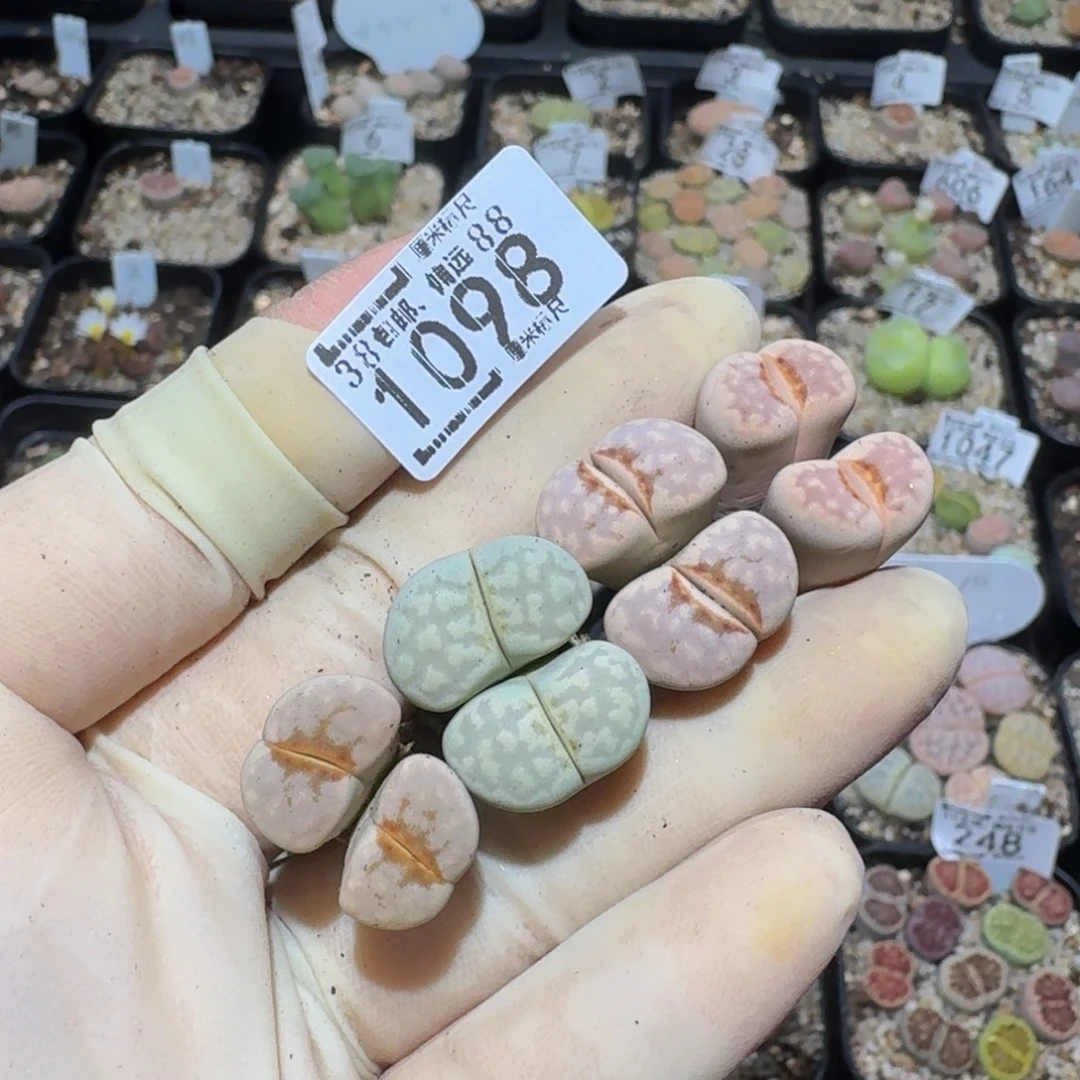 C***.zzzz精品生石花1098