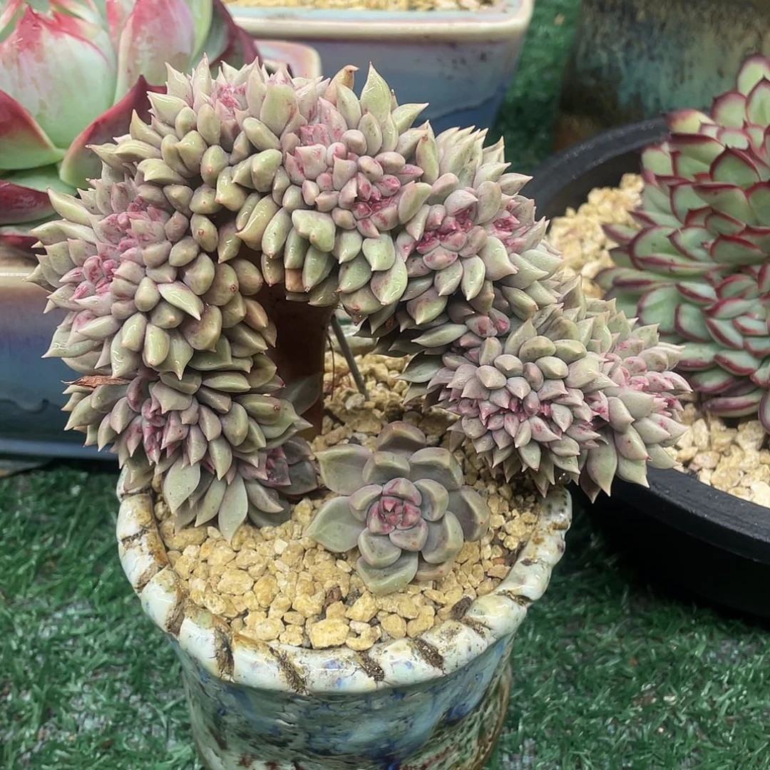 璀璨缀一物一拍28包邮非偏远