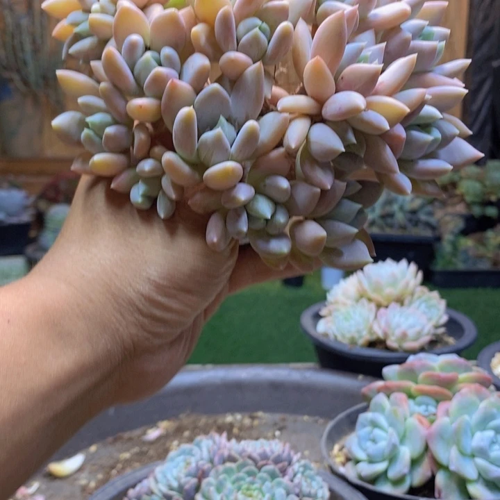 幸***好424号胖美人多肉植物