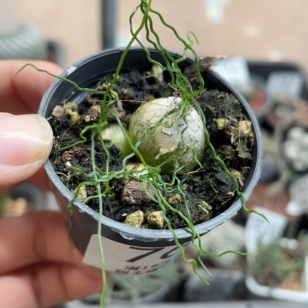 764泰迪海葱（满18元包邮）