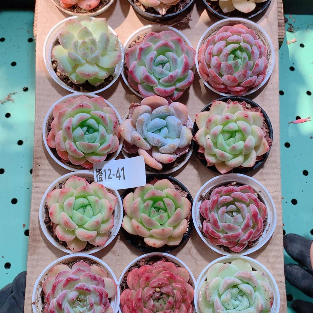 12-41一物一拍带盆18颗