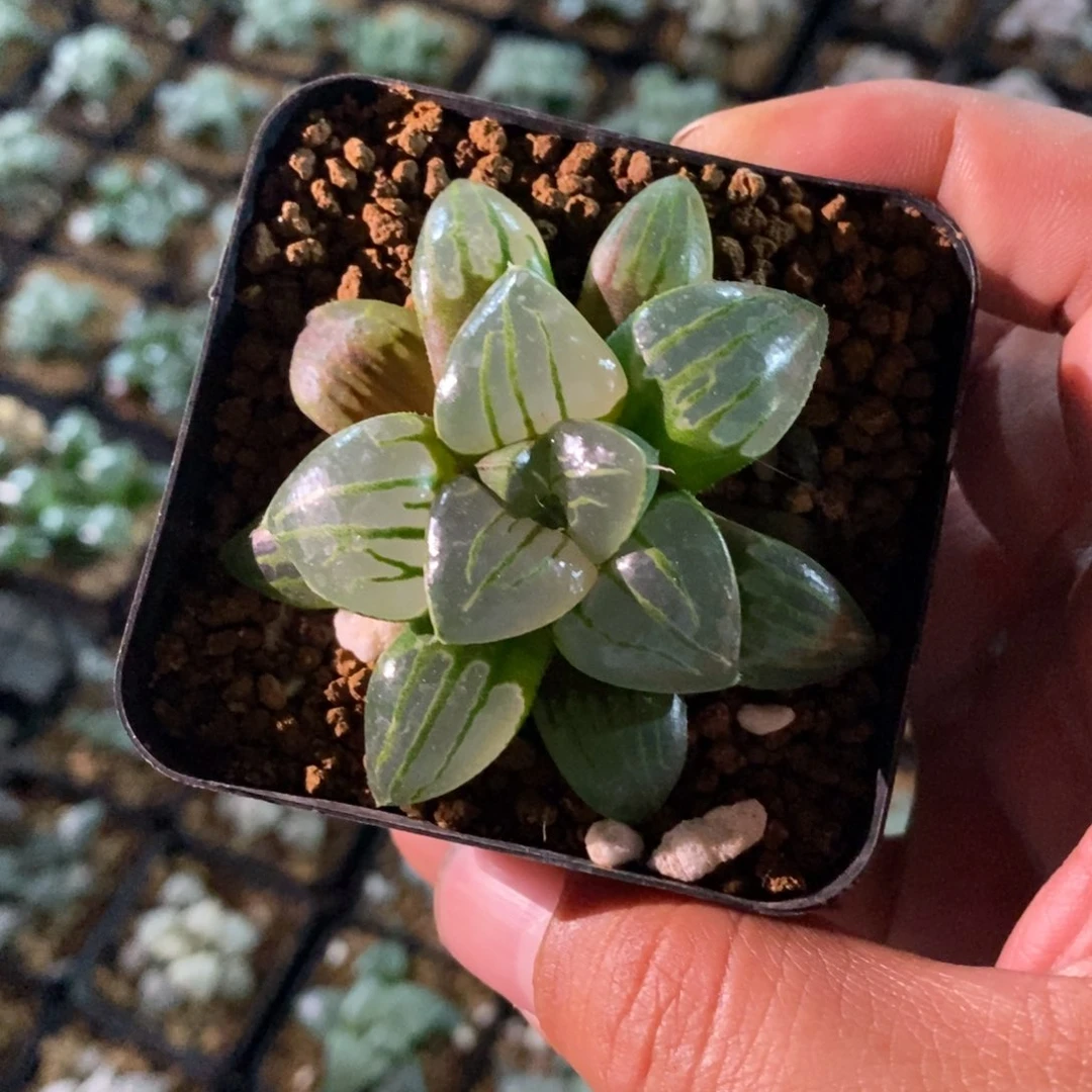 迪**2969 一颗福利。