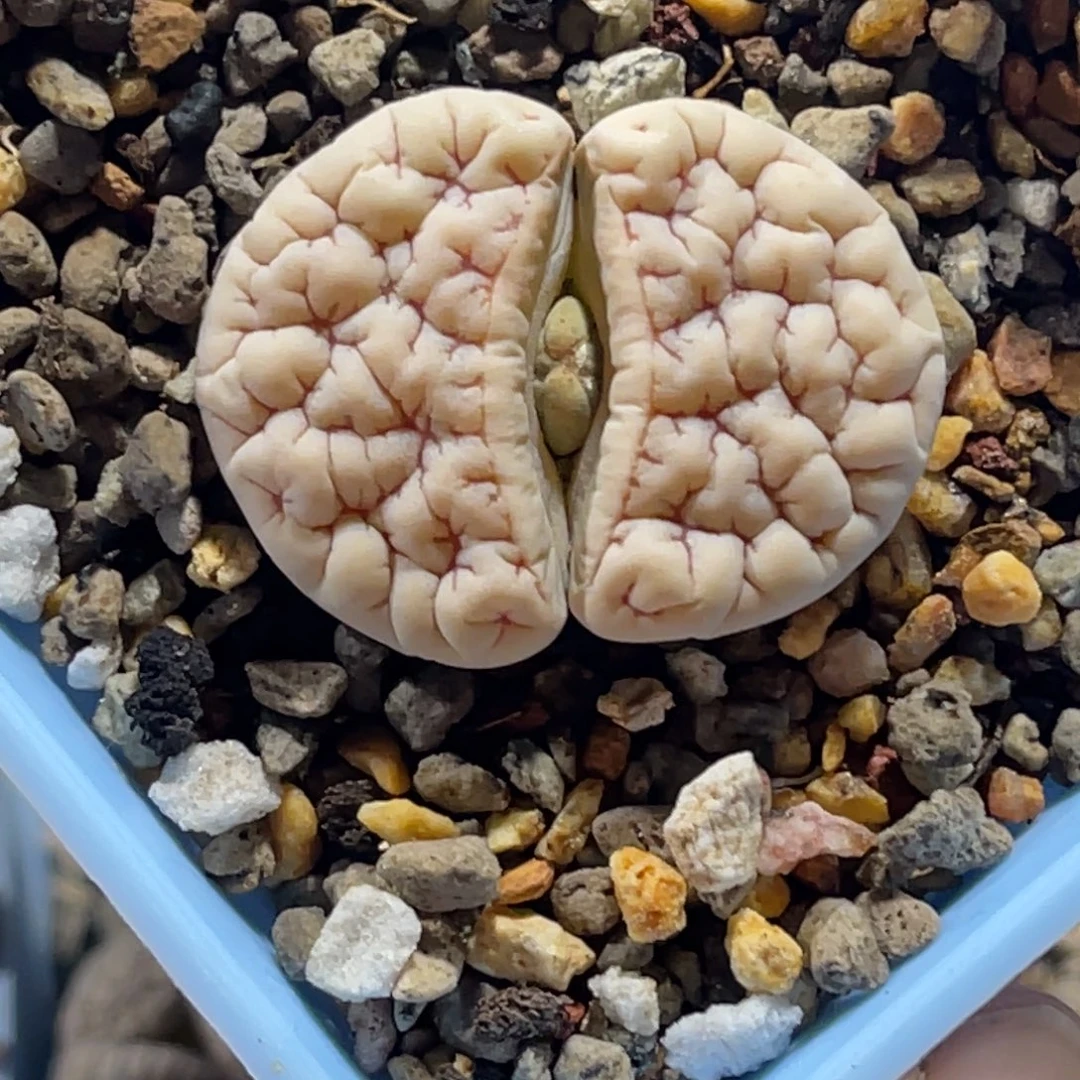 2309白底红纹1891尺寸3.0