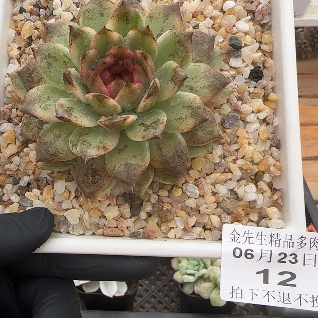 0623-12绿水晶锦单头