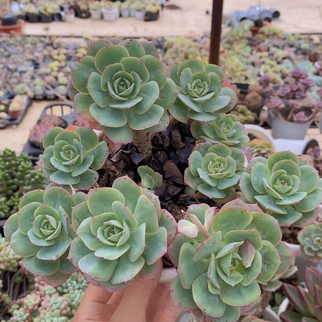 克罗地亚玫瑰多头群生老桩造型