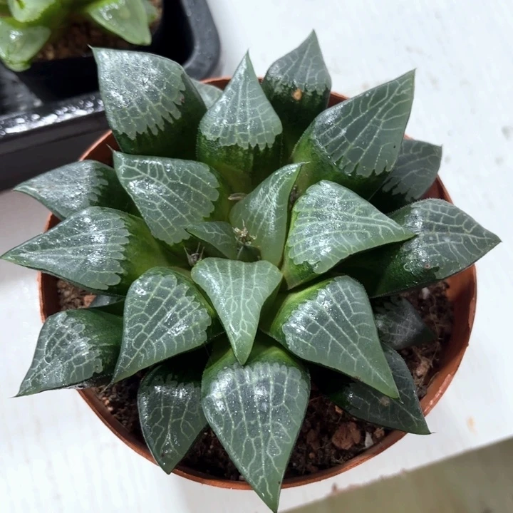 母本美纹克 带盘发货