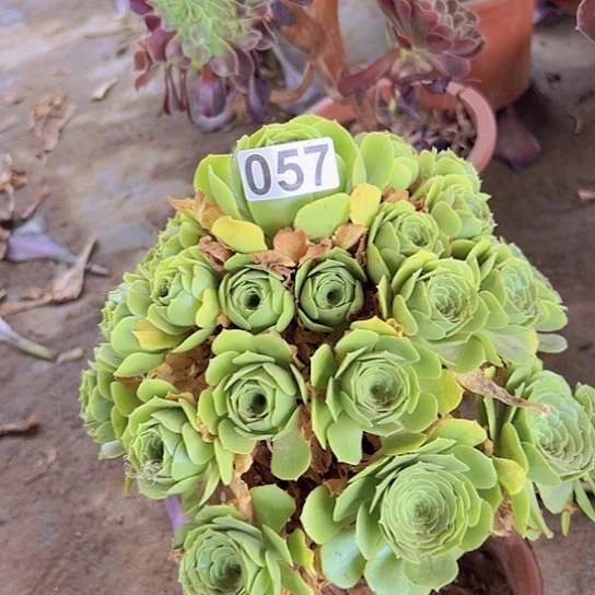 禅***悟多肉植物一个绿玫瑰