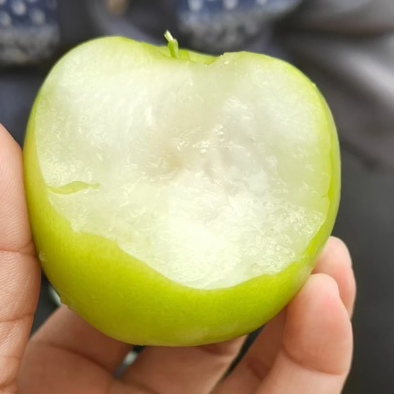 13苹果枣当季现采摘水果孕妇可吃脆甜可口