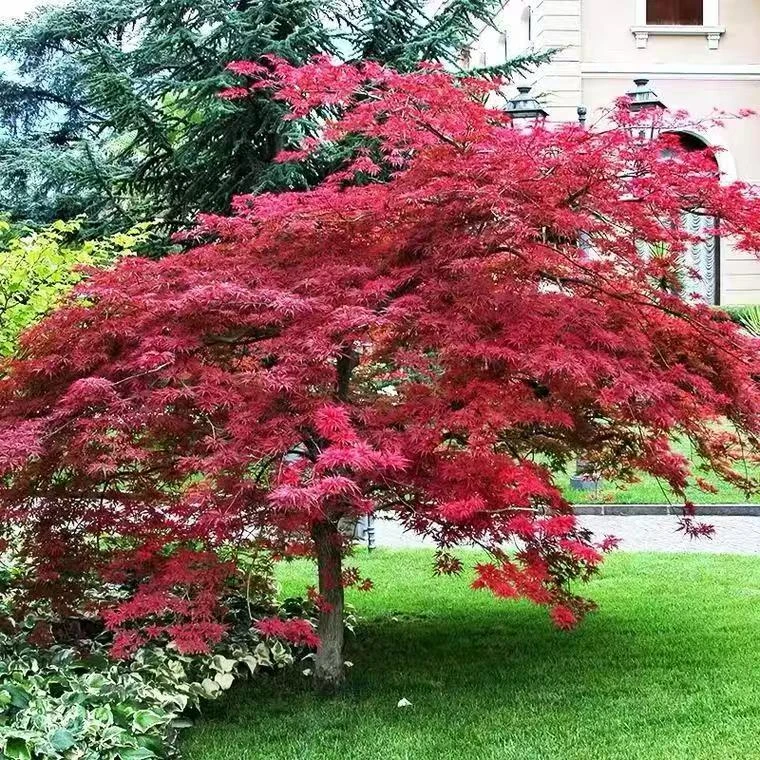 红枫盆栽 地栽一物一拍