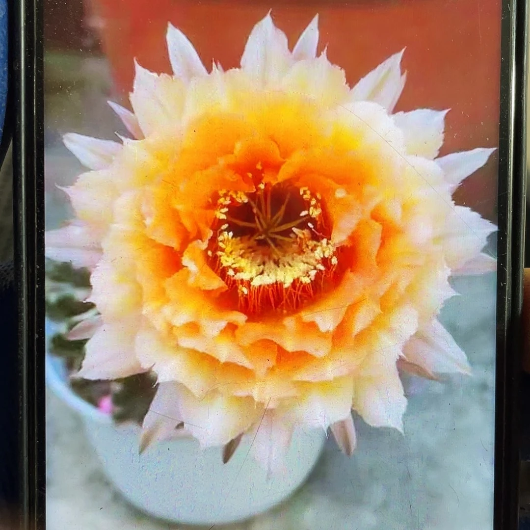 C399洛洛侧芽歪4公分左右