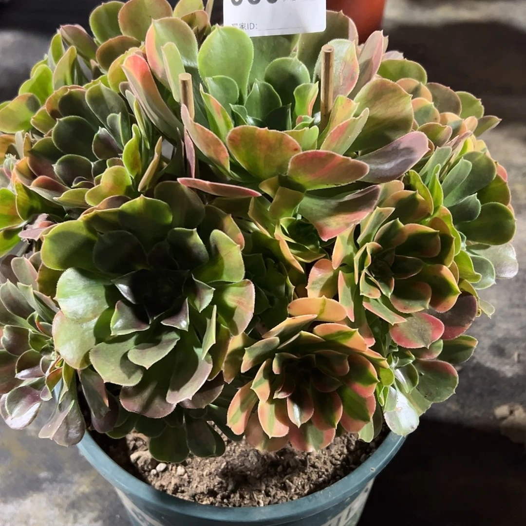 080韶秀七彩多肉植物