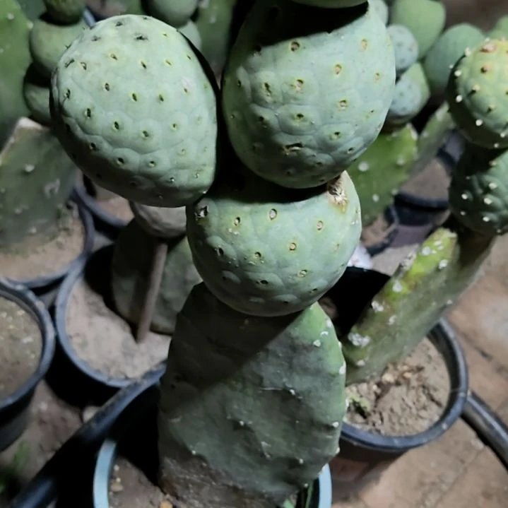 暮***闲无刺绿皮一物一拍