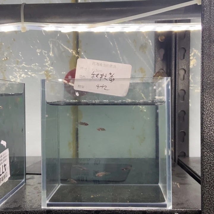 斗鱼包活不包损所见即所得480