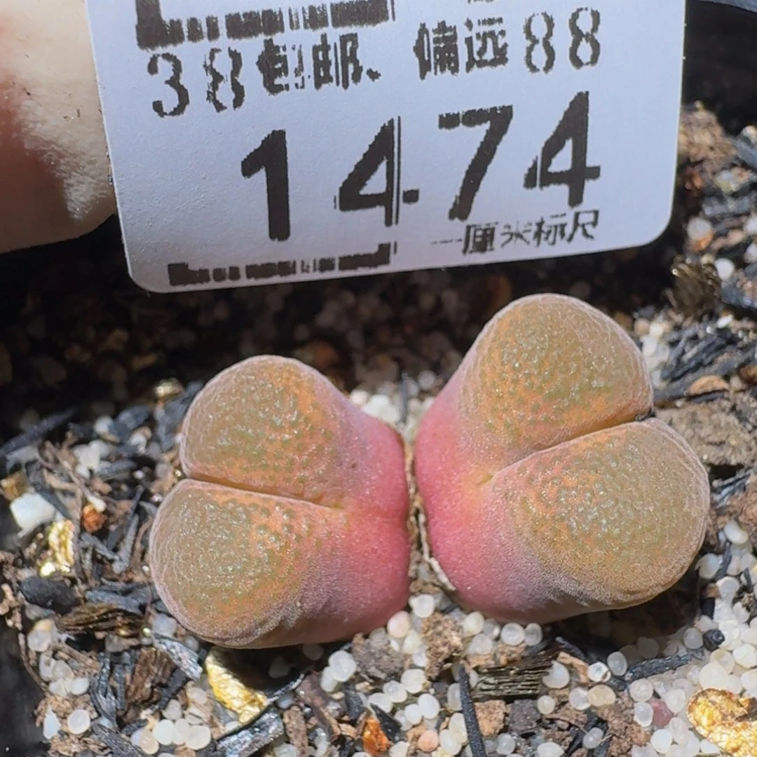 zzzzz生石花肉锥子1474