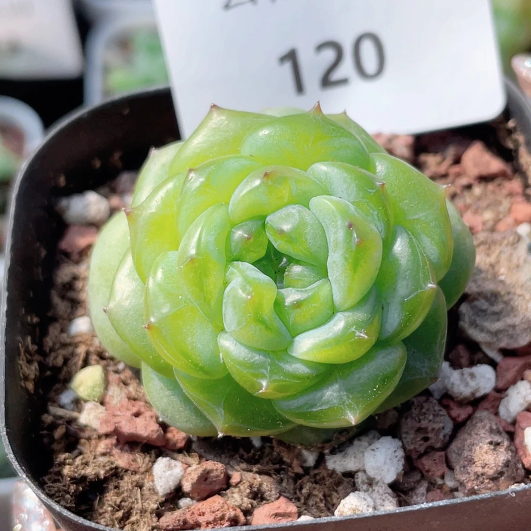120号糖心冰心珍妮 秒
