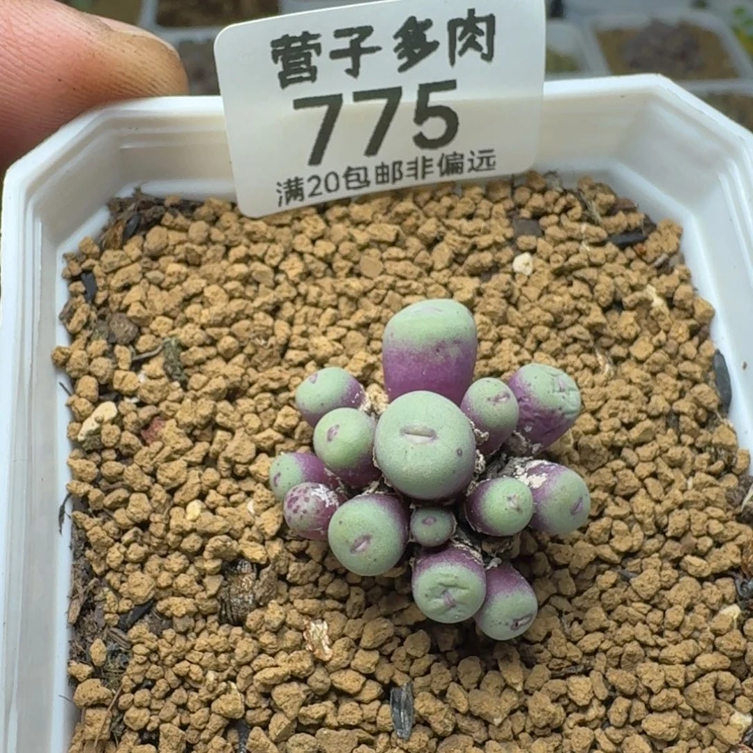 ****路红嘴带盆土。