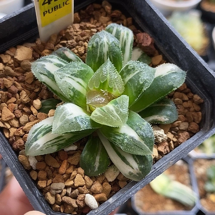 451芷寿锦一物一拍即合
