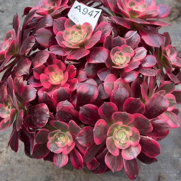 聊***事947凤冠25厘米左右