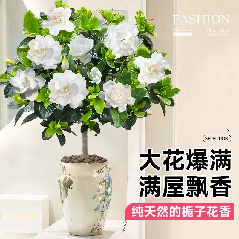 栀子花盆栽绿植室内外花卉浓香型好养护四季常青开花植物