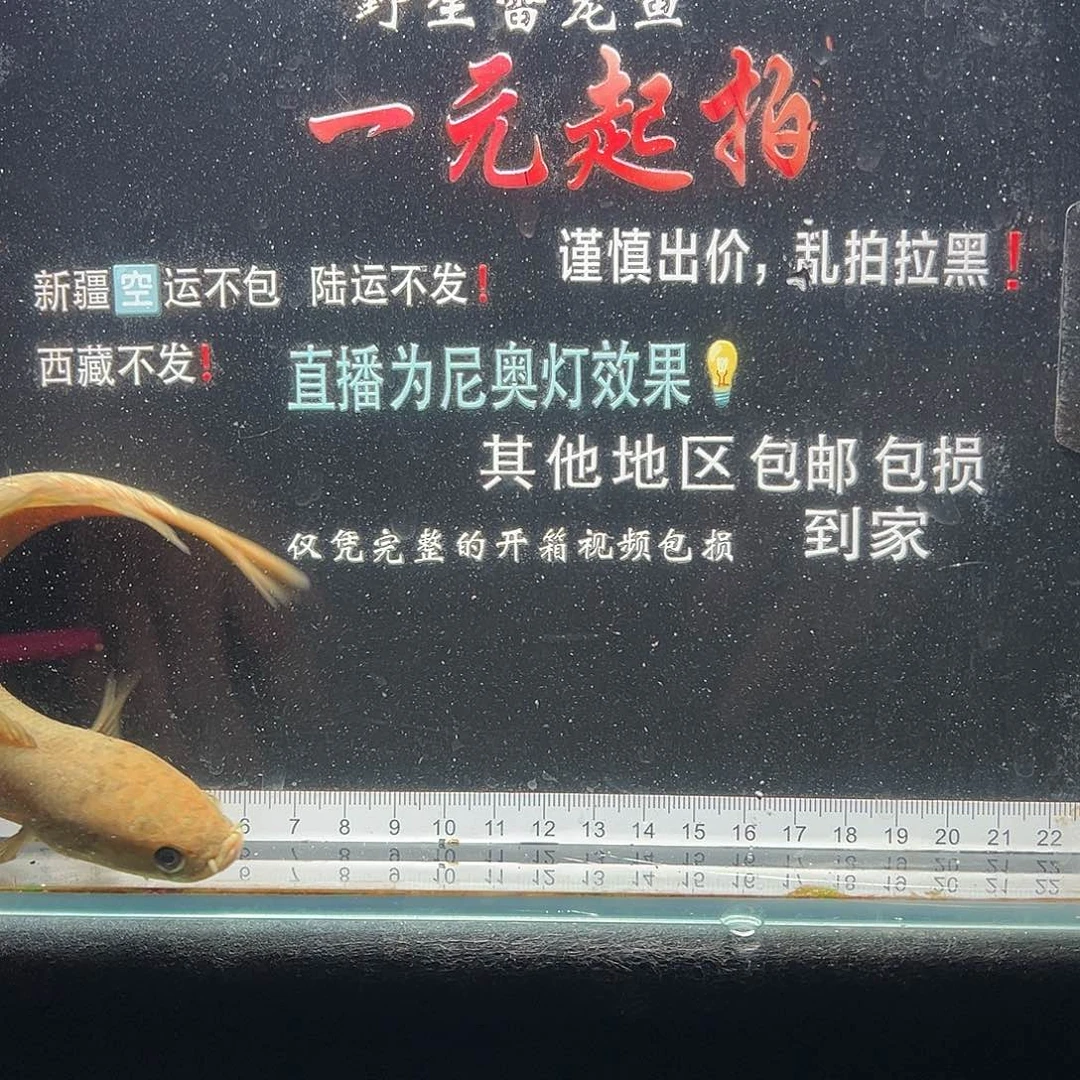 雷龙鱼七星雷龙七星雷龙