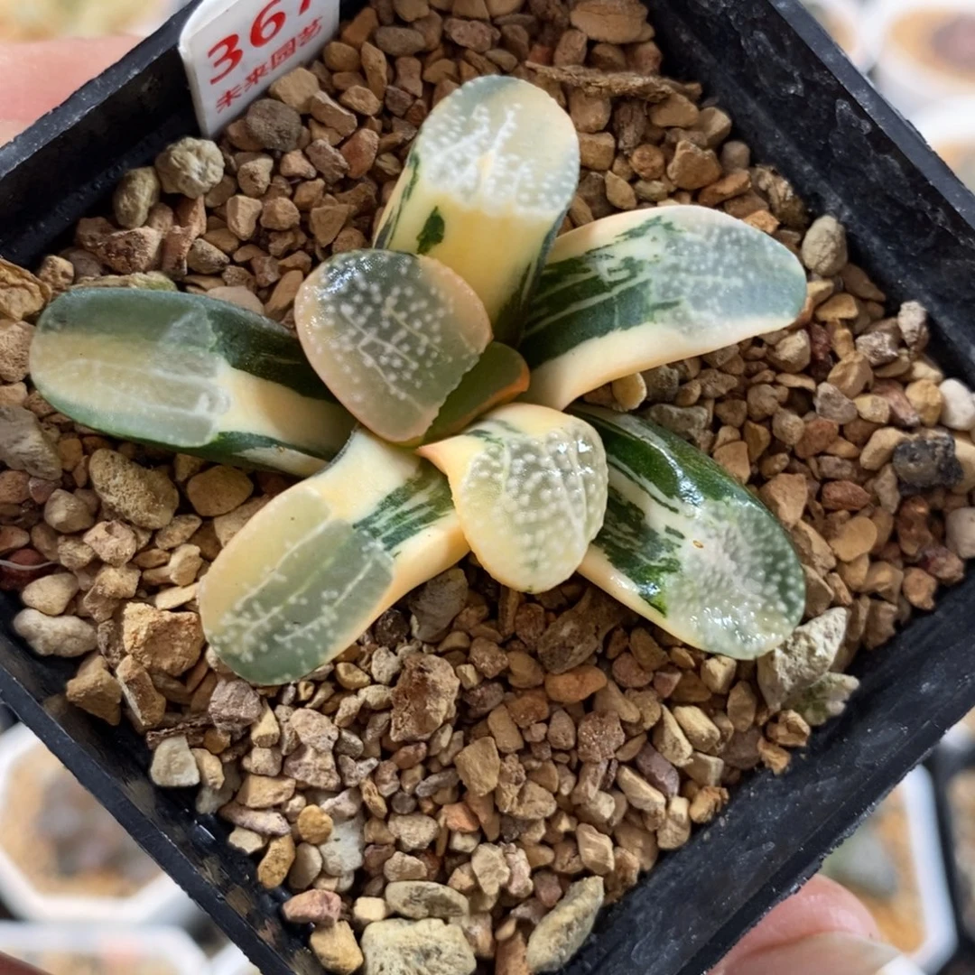 367点点寿锦一物一图