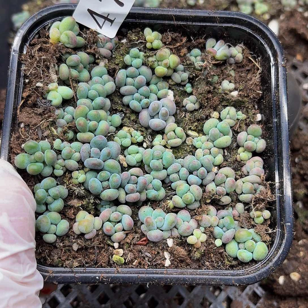 多肉植物多肉植物479