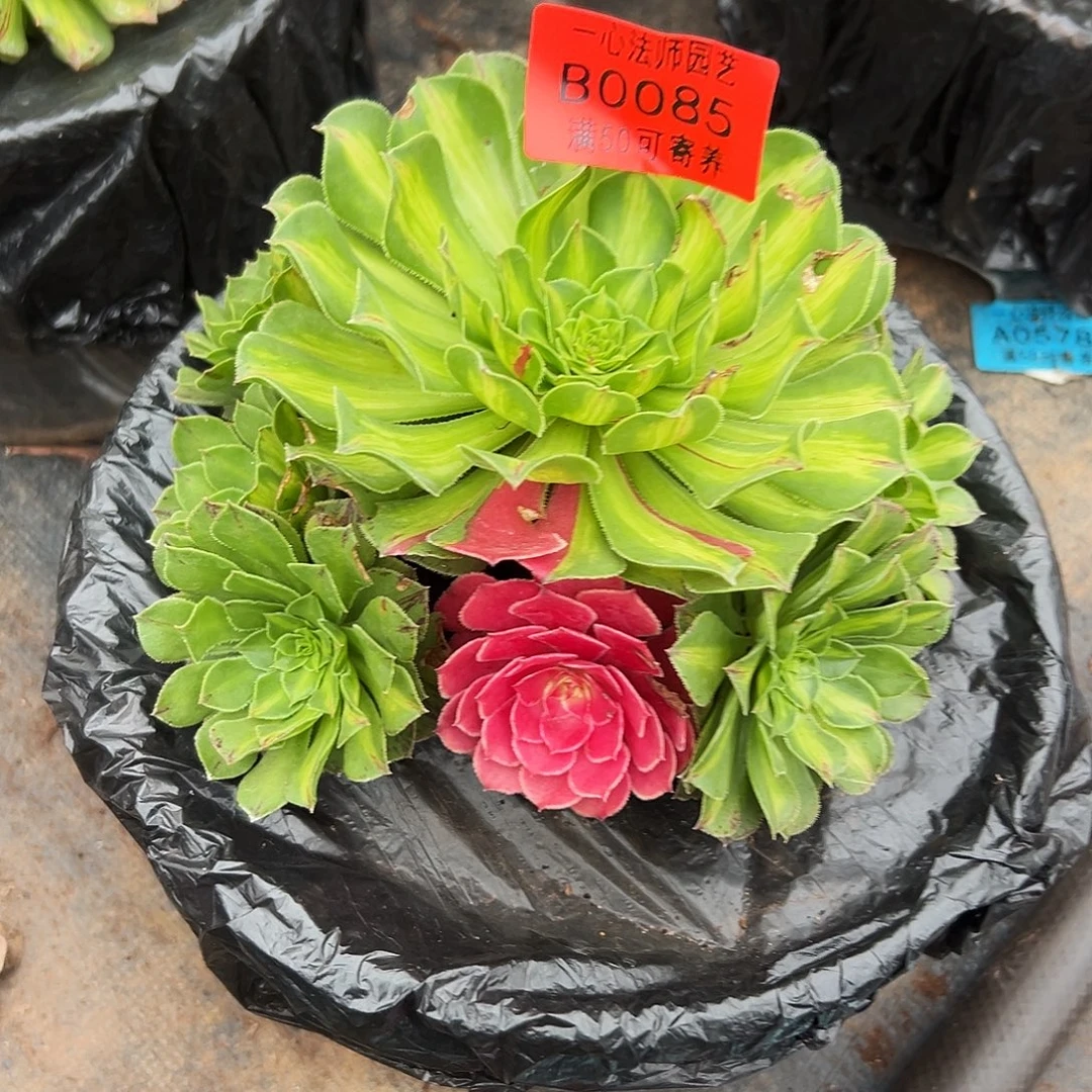 0085多肉植物知否