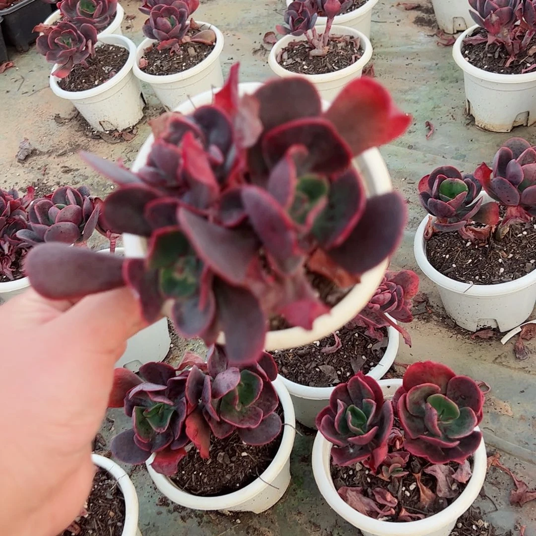 大唐玫瑰双头起精控