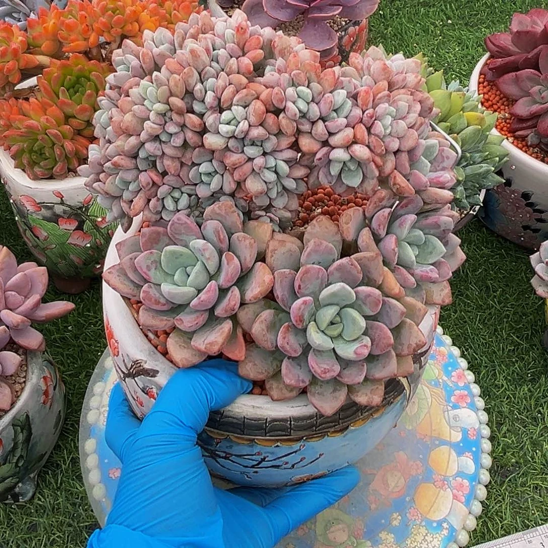 花斑鹿树一物一拍
