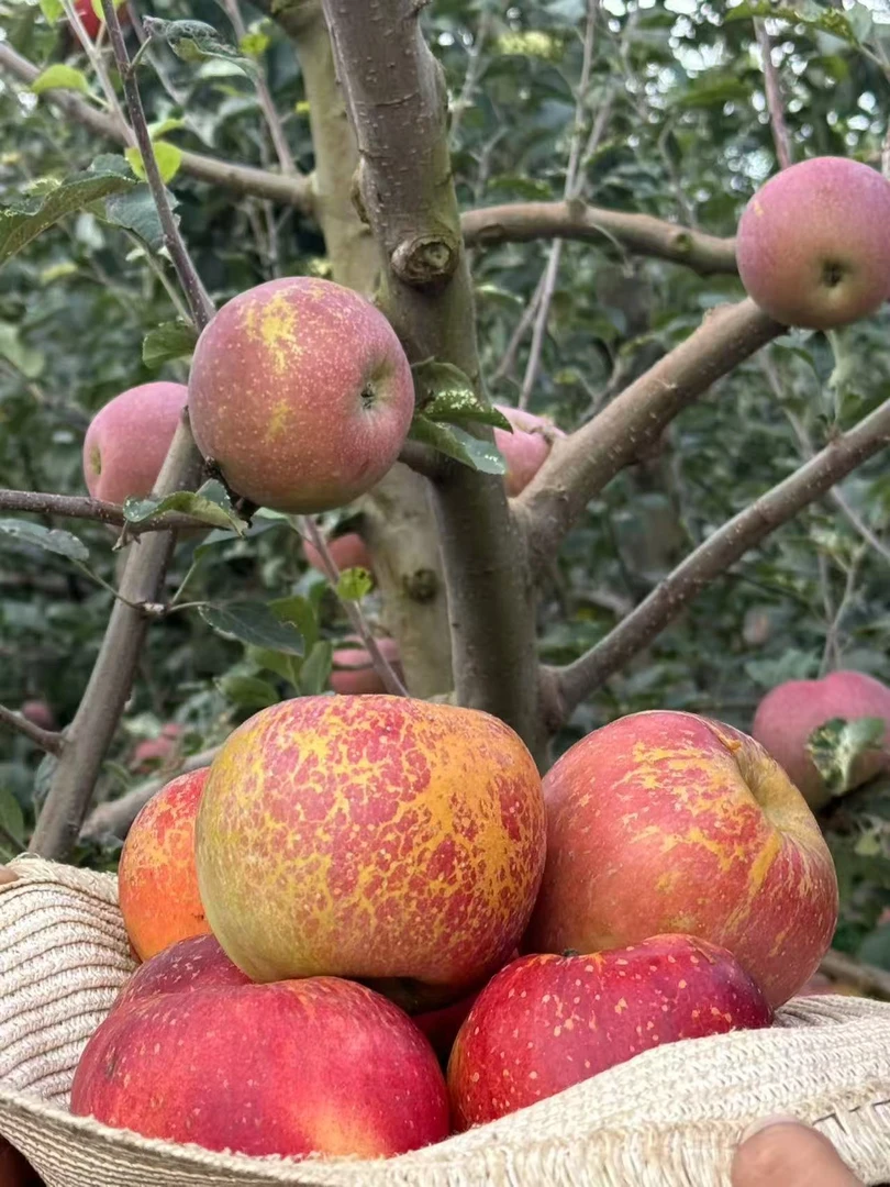 【农家严选】净重4.5斤精选果 云南昭通高原冰糖心丑苹果脆甜多汁