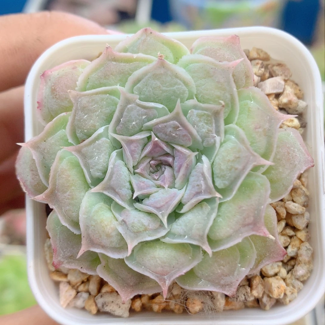 58包邮  群生不包整61