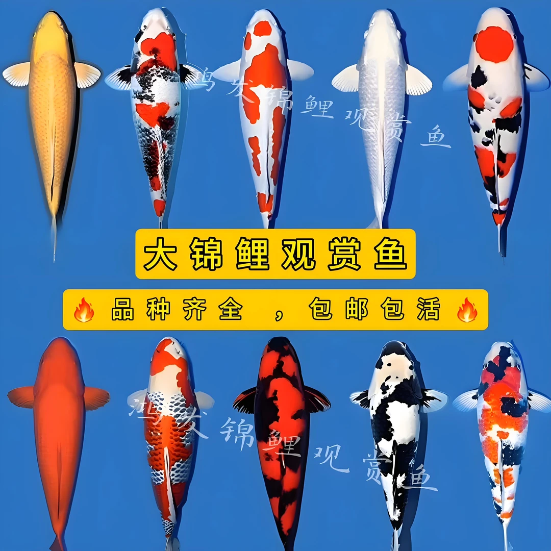 精品血统锦鲤鱼观赏鱼冷水鱼淡水鱼红白三色昭和奶牛火鲤奶瓶鱼