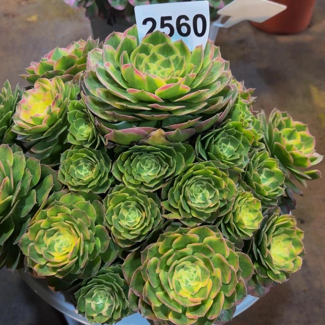 用***92560多肉植物海鲜