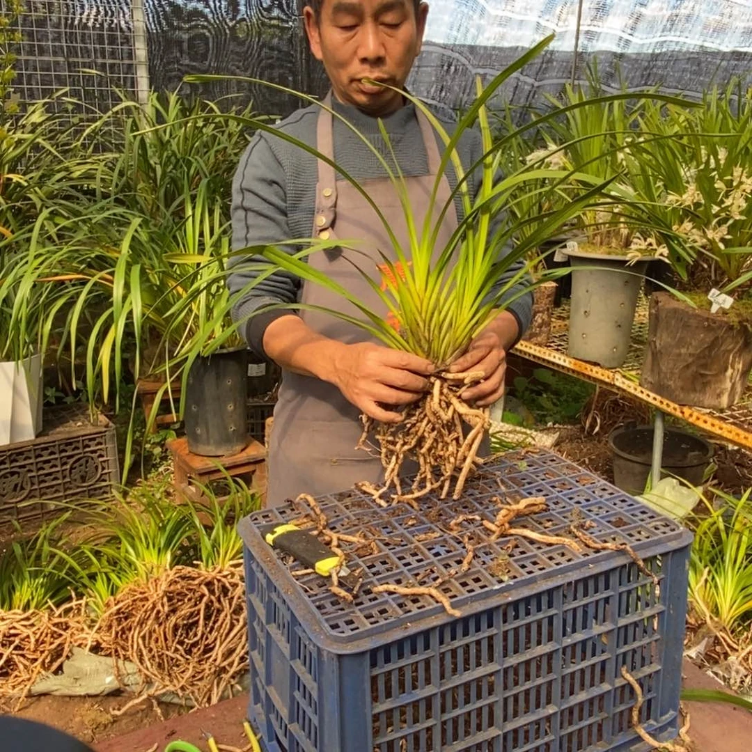 完全开放6独占春大雪兰